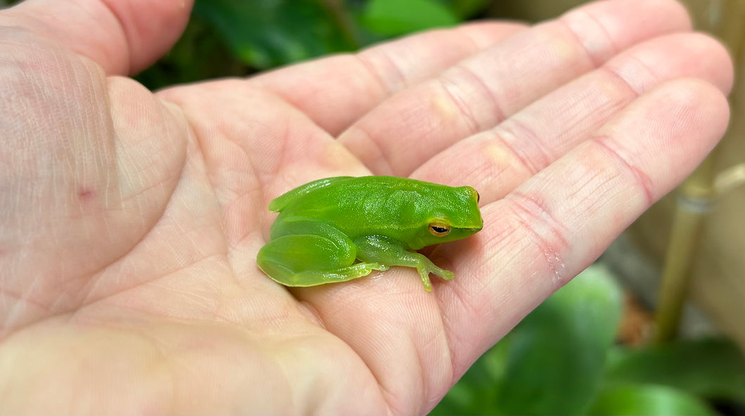 Hatchet-Faced Tree Frog