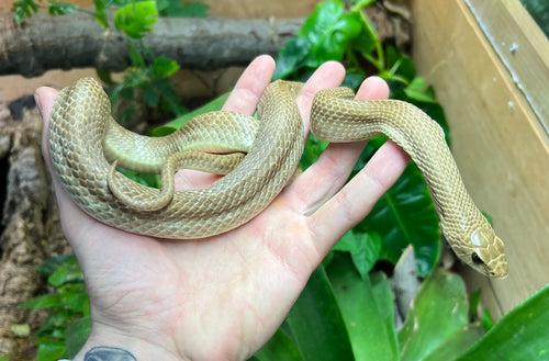 Adult Madagascar Blonde Hognose Snake (Male)