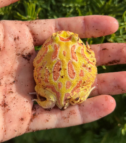 Juvenile Pac Man Frog (4)