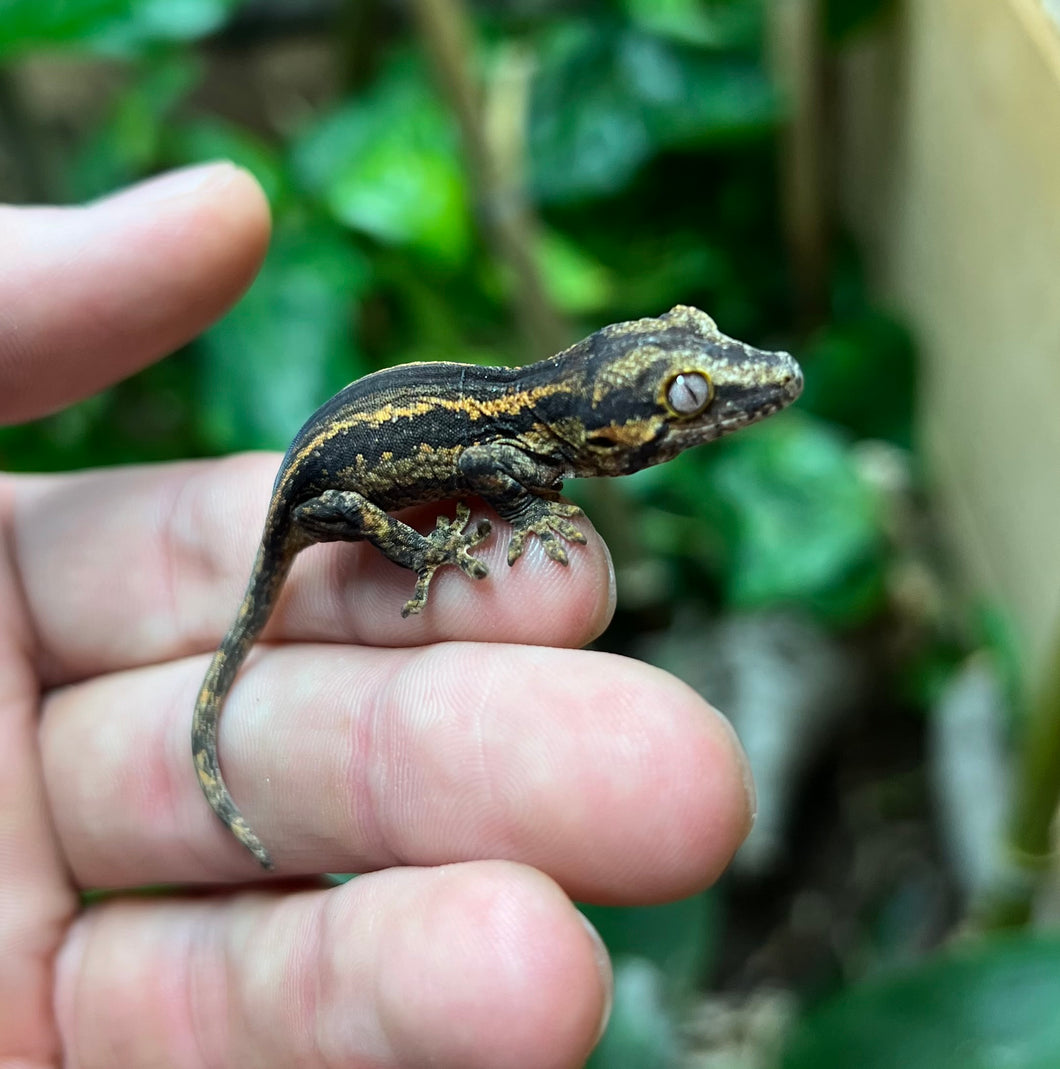 Baby Orange Striped Gargoyle Gecko