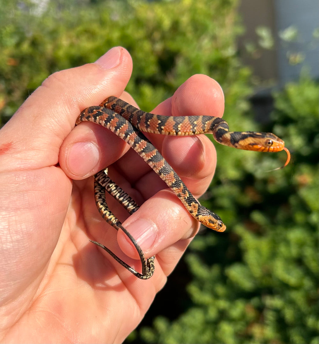 Baby Banded Water Snake