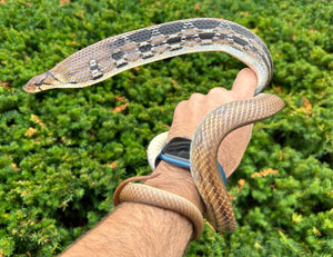 Adult Radiated Ratsnake (Male 1)