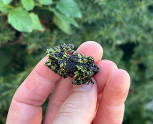 Baby Vietnamese Mossy Frog