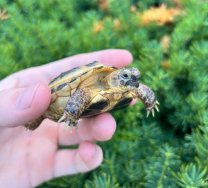 Baby Russian Tortoise (4)