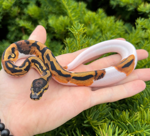 Baby Pied Ball Python (Male 1)