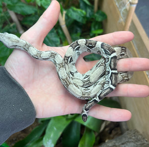 Baby Anery Boa Constrictor (Male)