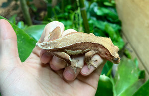 Adult Phantom Lilly Crested Gecko (Female)