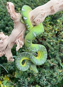 Juvenile Emerald Tree Boa (Female 1)