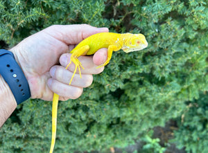 Baby Albino Iguana (2)