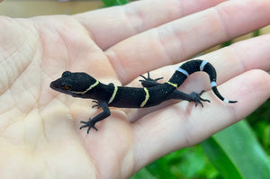 Adult Chinese Cave Gecko (Female 6)