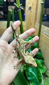 Adult Tiger Crested Gecko (Female)