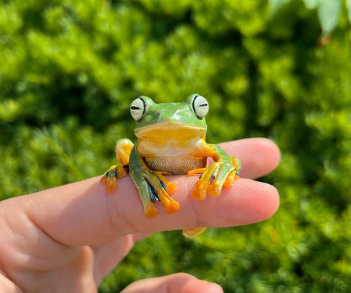 Black-Webbed Flying Frog