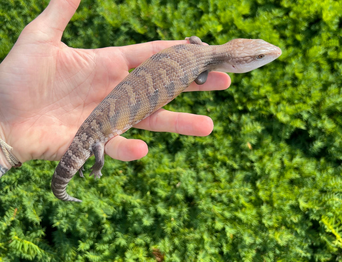 Baby Northern Blue Tongue Skink (1) – Scales and Tails of Ohio