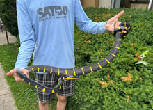 Load image into Gallery viewer, Adult XL Malaysian Mangrove Snake (Male)