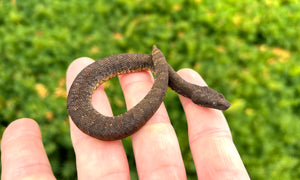 Baby Viper Boa (Male 1)