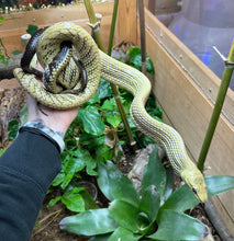 Load image into Gallery viewer, 1.1 Adult Black-Tailed Jansen’s Ratsnakes