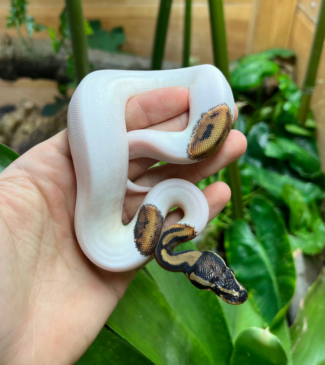 Baby ‘High-White’ Leopard Pied Ball Python (Female 1)