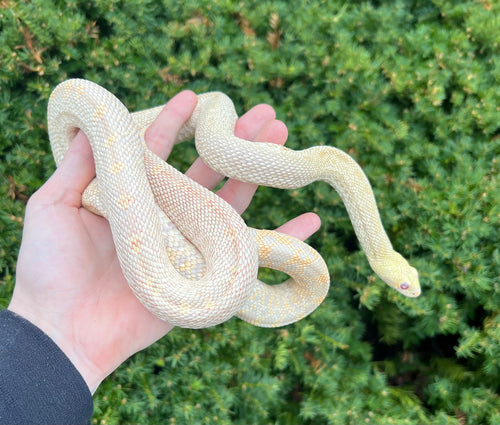 Sub-Adult Albino Bullsnake (Female)