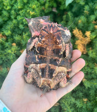 Load image into Gallery viewer, 5” Peruvian Mata Mata Turtle (1)