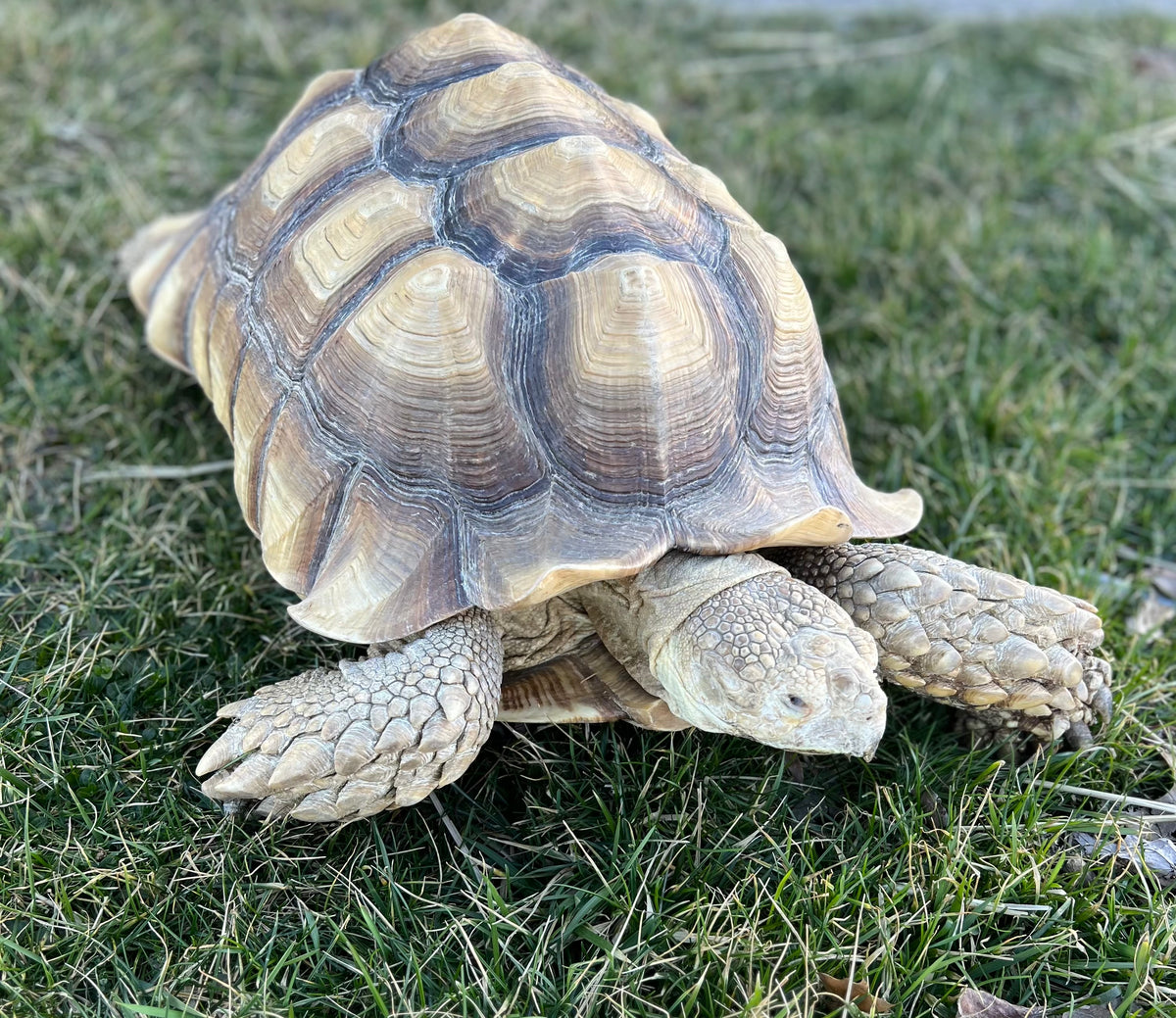 Adult Sulcata Tortoise (Male) – Scales and Tails of Ohio