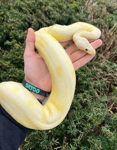 Adult Pastel Champagne Banana Ball Python (Female)