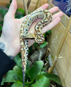 Baby Red Blood Python (Male 5)