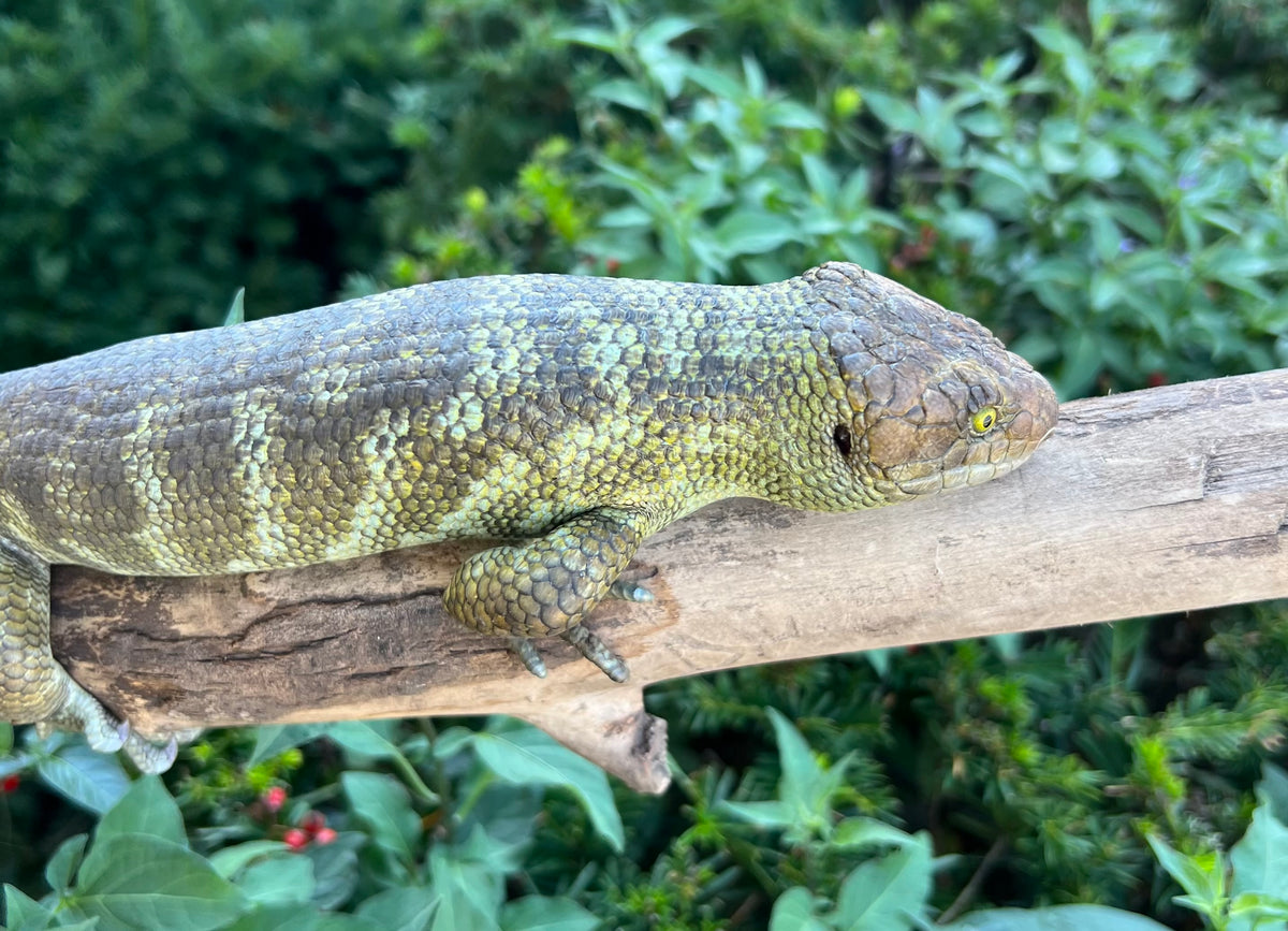 Adult Monkey-Tailed Skink (Male 1) – Scales and Tails of Ohio