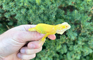 Baby Albino Iguana (1)