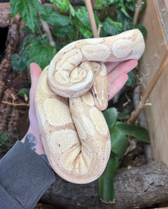 Adult Banana Ball Python (Female)