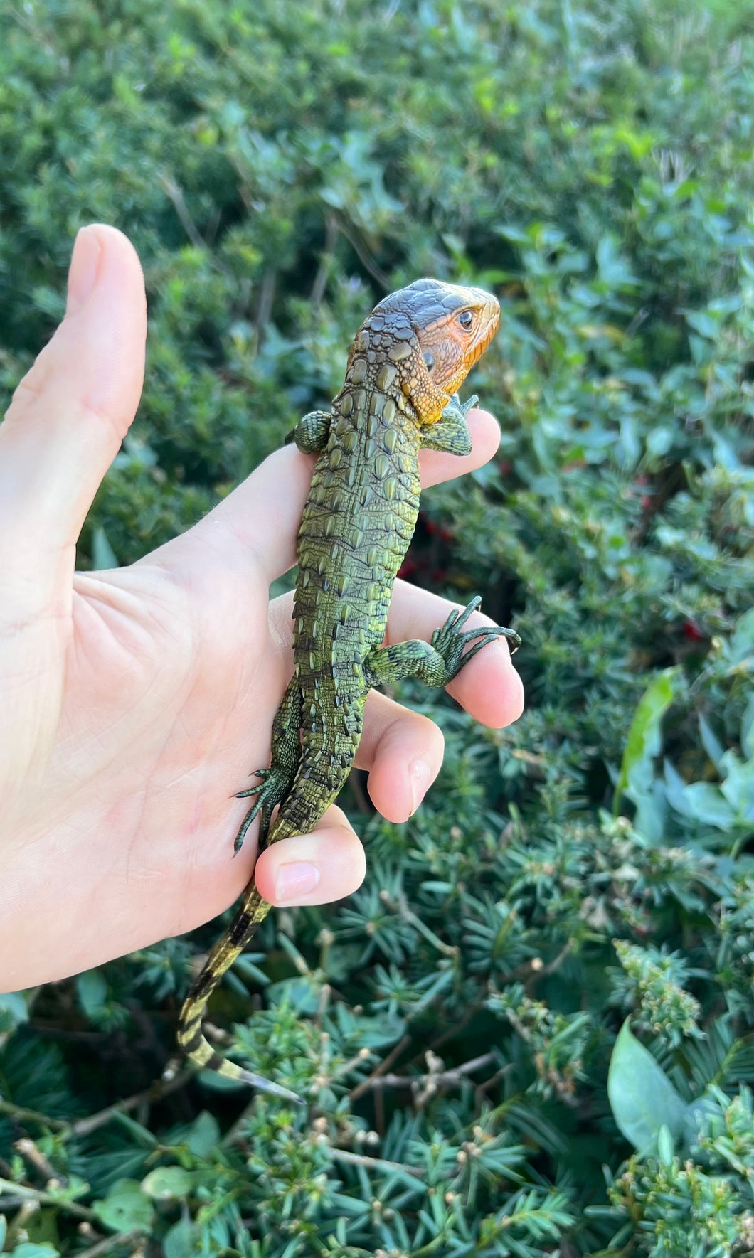 Baby Caiman Lizard