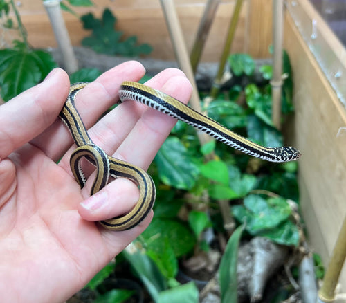 Striped Keelback Watersnake