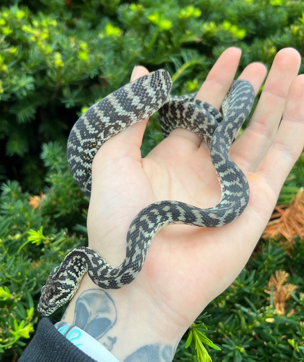 Juvenile Zebra het Albino Carpet Python (Male) – Scales and Tails of Ohio