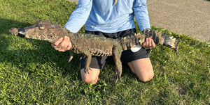 Adult Smooth-Fronted Caiman (Male)