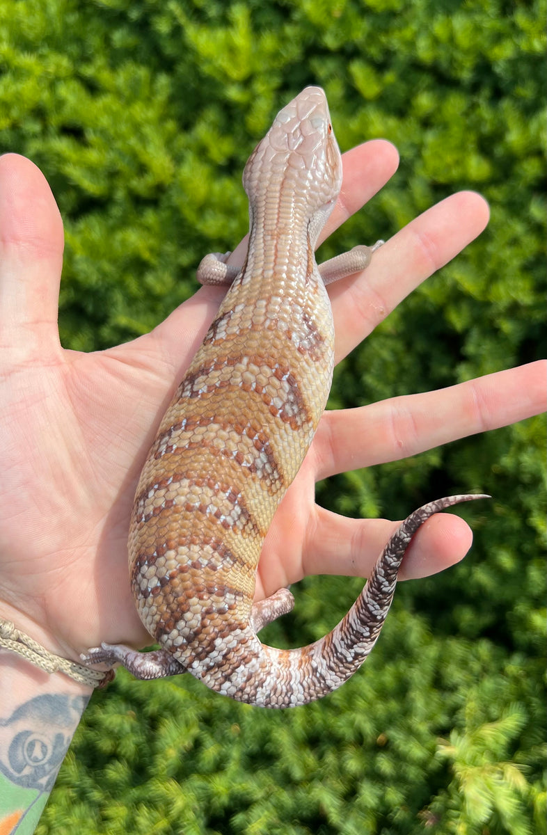 Baby Northern Blue Tongue Skink (4) – Scales and Tails of Ohio