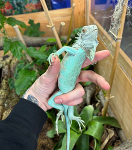 Juvenile Blue Iguana