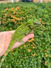 Load image into Gallery viewer, Doria’s Angle-Head Lizard (Pair 2)