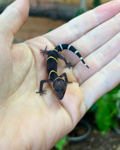 Adult Chinese Cave Gecko (Male 2)