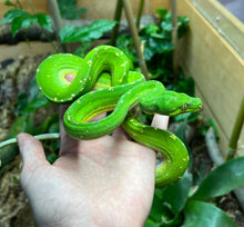 Load image into Gallery viewer, Adult Jayapura Green Tree Python (Female)