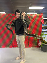 Load image into Gallery viewer, 11’ Adult Motley Marble het Purple Albino Reticulated Python (Male)