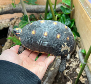 4”-5” Red Foot Tortoise (3)