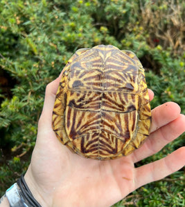 Adult Ornate Box Turtle (Male 2)