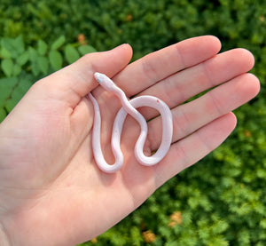 Baby Palmetto Corn Snake (Female 2)