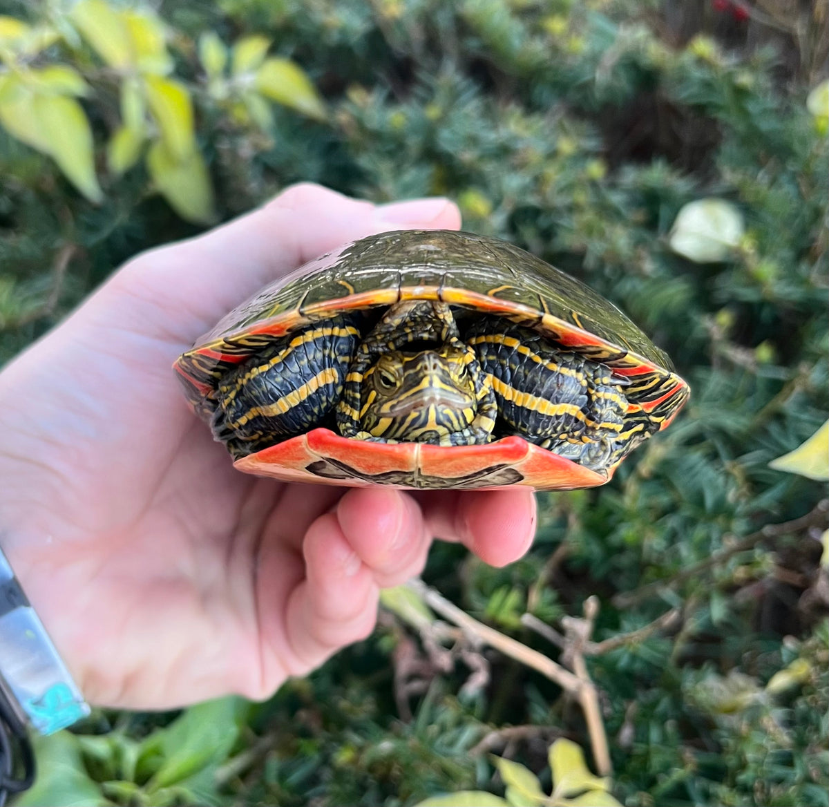 Adult Western Painted Turtle – Scales and Tails of Ohio