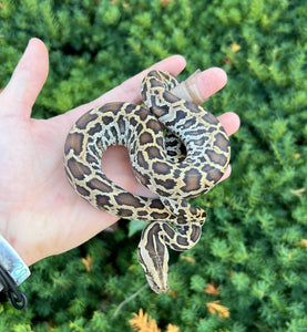 Baby Burmese Python 100% het Albino/Green Patternless (Male)