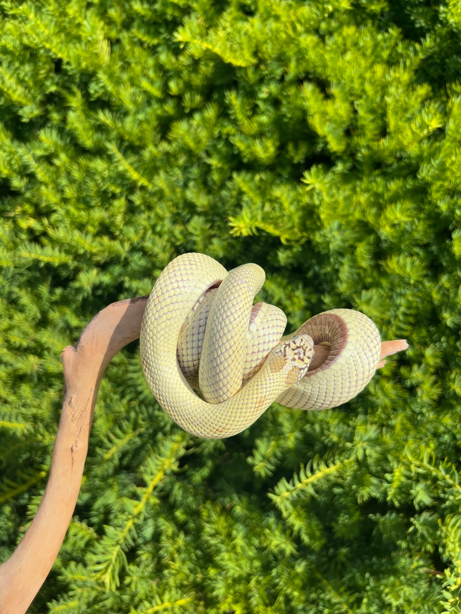 Sub-Adult Patternless Florida Kingsnake (Male) – Scales and Tails of Ohio