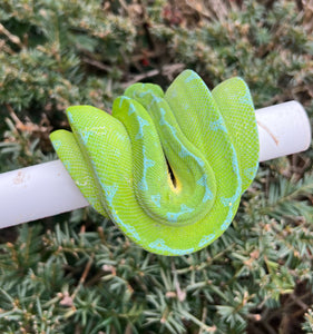 Adult ‘High-Blue’ Jayapura Green Tree Python (Male)