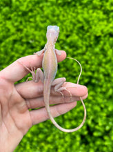 Load image into Gallery viewer, Baby Translucent Ghost Iguana