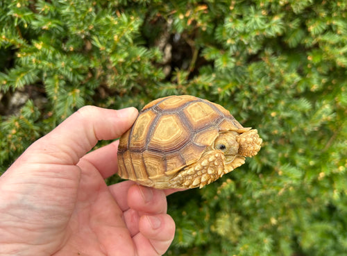 4”-5” Sulcata Tortoise (1)