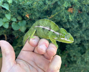 Adult Carpet Chameleon (Male)