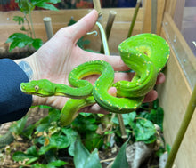 Load image into Gallery viewer, Adult Jayapura Green Tree Python (Female)